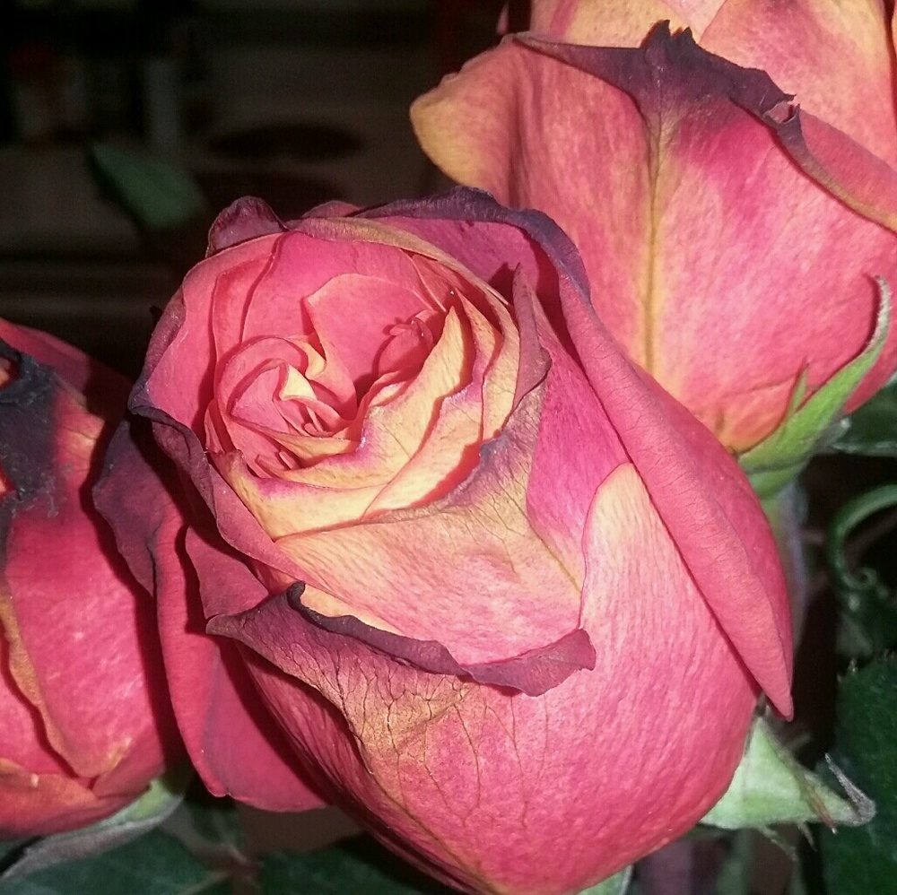 Meet your Posher, Kim